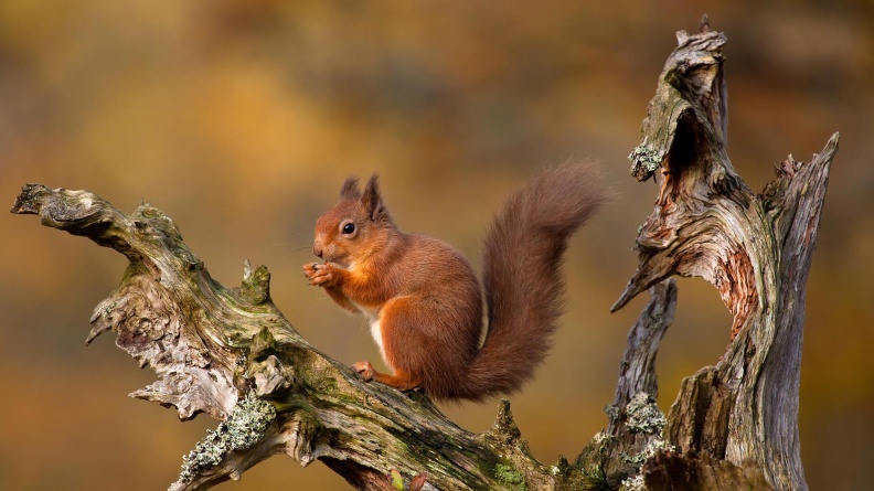 HighlandsSquirrel_1920x1080.jpg