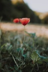 IMG 4334