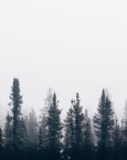 IMG 4549